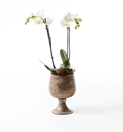 Phalaenopsis i gullpotte på stett Phalaenopsis i gullpotte på stett